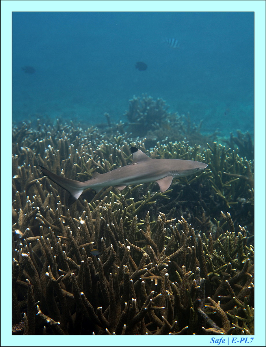 2016 - 07 - Leng Tengah - 033